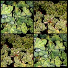 Grey Ice Plants x 1 Rock Blue Stone Succulents Angular Groundcover Garden Wedding Gifts Corpuscularia Delasperma lehmannii